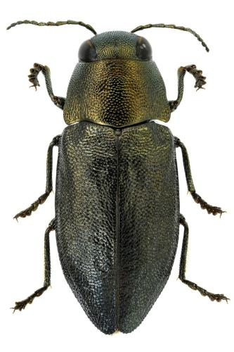 Phaenops formaneki lavagnei